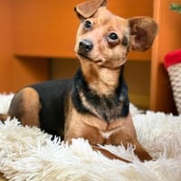 Yoko - unsere Maus mit den süßen Ohren, Hündin zur Adoption