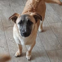 🌸 Violet  kleines Mädchen, Hündin zur Adoption