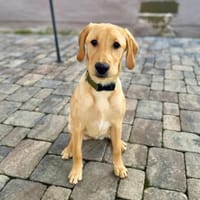 Hera - ist aufgeschlossen, Hündin zur Adoption