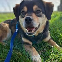 Torgal - zeigt schnell sein großes Herz, Hund zur Adoption