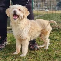 Karena, Wuschelmaus mit Handicap, Hündin zur Adoption