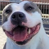 Bella, Hündin zur Adoption