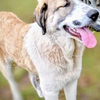 Hana sucht ihre Menschen 🐾, Hündin zur Adoption