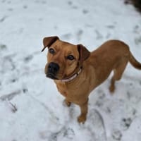 Abigail, liebevoller Sonnenschein, 4J 24, Hündin zur Adoption