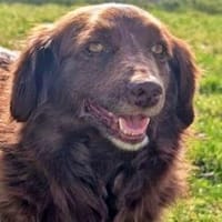 EMMI - auf Pflege in 86862 Lamerdingen!, Hündin zur Adoption