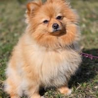 Pomeranian sucht tolle Menschen, Hund zur Adoption