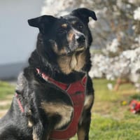 Sam sucht Dich, Hund zur Adoption