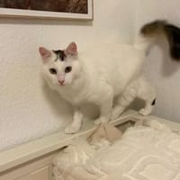 Ibis, langhaariger Kuschelkater, ca. 1 M, Katze zur Adoption