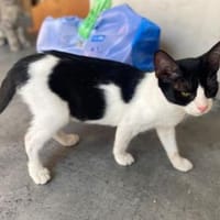 Gise, fröhlicher Wirbelwind, ca. 7 Monat, Katze zur Adoption