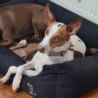 Noah, Hund zur Adoption