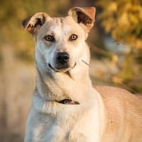 Haily, Hündin zur Adoption