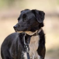 Amal sucht erfahrenes Zuhause, Hund zur Adoption