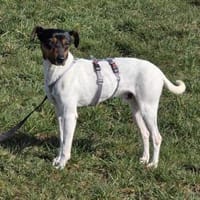 Pitufo sucht seine Familie, Hund zur Adoption