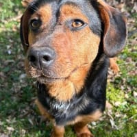 Tilly 💗 wartet in 48153 Münster, Hündin zur Adoption