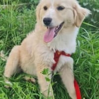 Lotte ❤ sucht ein Zuhause, Hündin zur Adoption