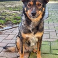 Stella 44 cm (Pflegestelle), Hündin zur Adoption