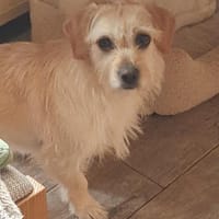 Árnika, ca. 2 Jahre jung, Hündin zur Adoption