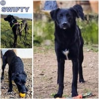 SWIFTY * schwarz & scheu & zauberhaft, Hündin zur Adoption
