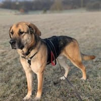 Der liebe Theo sucht sein ZUhause, Hund zur Adoption