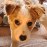 ❤🐾 KALEA, auf PS in 63839 Kleinwallsta, Hündin zur Adoption