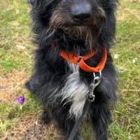 Bonus der Anhängliche, Hund zur Adoption