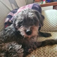 Zauberhafte Laika möchte dein Herz erobe, Hündin zur Adoption