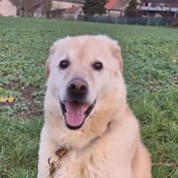 Cremona - wartet in 33154 Salzkotten, Hündin zur Adoption