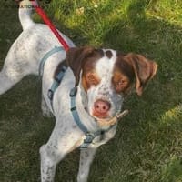 Diogo auf Pflegestelle in Duisburg, Hund zur Adoption