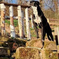 Bildhübscher LEO sucht ein Zuhause !, Hund zur Adoption