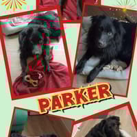 aktiver hübscher Parker auf PS 95448, Hund zur Adoption