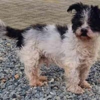 Andi, kl. blinder Wuschelsenior, Hund zur Adoption