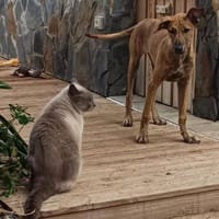 Milu, Hündin zur Adoption