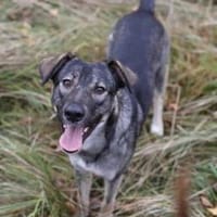 Junghund MORITZ sucht seinen Menschen!, Hund zur Adoption