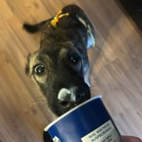 ZOE - wirbelig und schmusebedürftig, Hündin zur Adoption