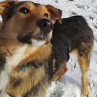 Flinti freut sich auf dich, Hund zur Adoption
