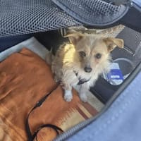 Kleine Amelie sucht eigenes Körbchen, Hündin zur Adoption