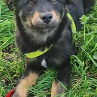 bezaubernde kleine Motte 🥰, Hündin zur Adoption