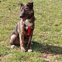 KAYA - aufmerksam, interessiert, Hündin zur Adoption