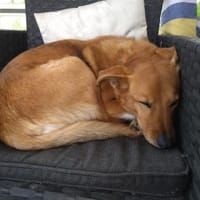 Emma, Hündin zur Adoption