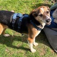 Milo, Hund zur Adoption