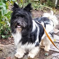 ZEDA - lieb&aufgeschlossen, Hündin zur Adoption