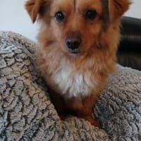 Gaby sucht ihre Herzmenschen, Hündin zur Adoption