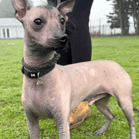 Dobby, dog to adopt