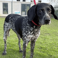 Poppy, female dog to adopt