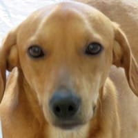 Fitz (zur Pflege in 59423 Unna), Hund zur Adoption