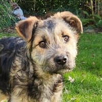 Cleverer Inti wartet in Frankfurt, Hund zur Adoption