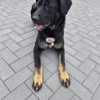 Dora sucht ihre Menschen💕🍀🐾, Hündin zur Adoption