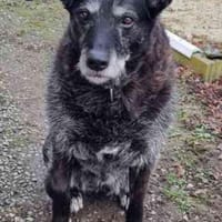 Paula, liebe Seniorin, Hündin zur Adoption