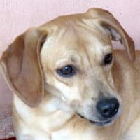 Fern 2 (zur Pflege in 80796 München), Hündin zur Adoption