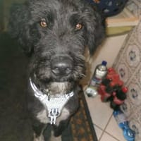 Jette, eine super liebe Wuscheline, Hündin zur Adoption